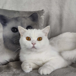 Pillows with cats on 2024 them